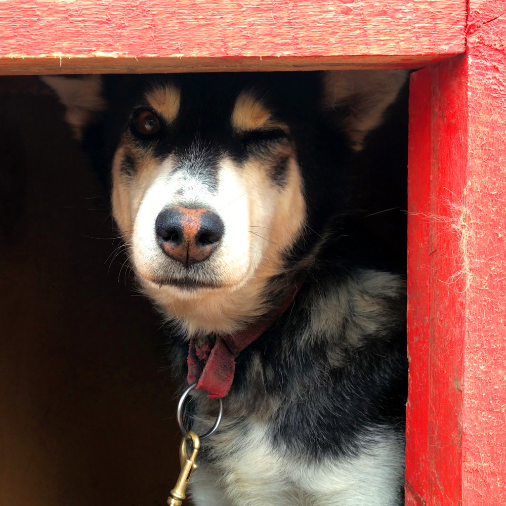 Ездовые собаки Снежные псы